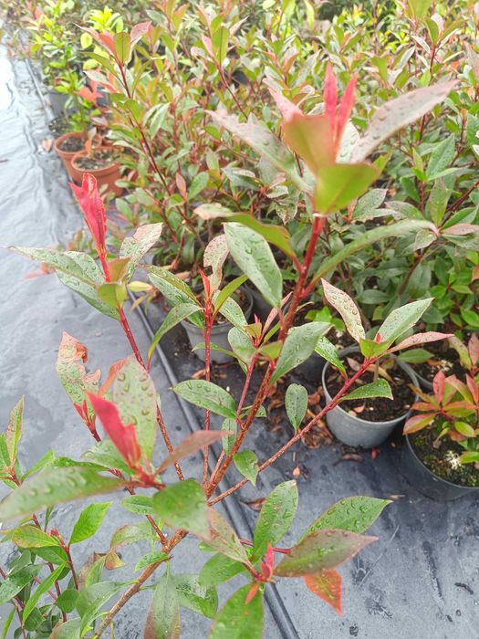 Photinia/ fotinia para jardim