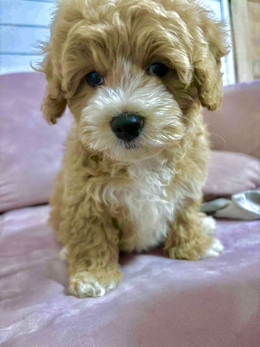 Maltipoo f1 uroczy chłopak Po dwóch szczepieniach. Gotowy do odbioru.