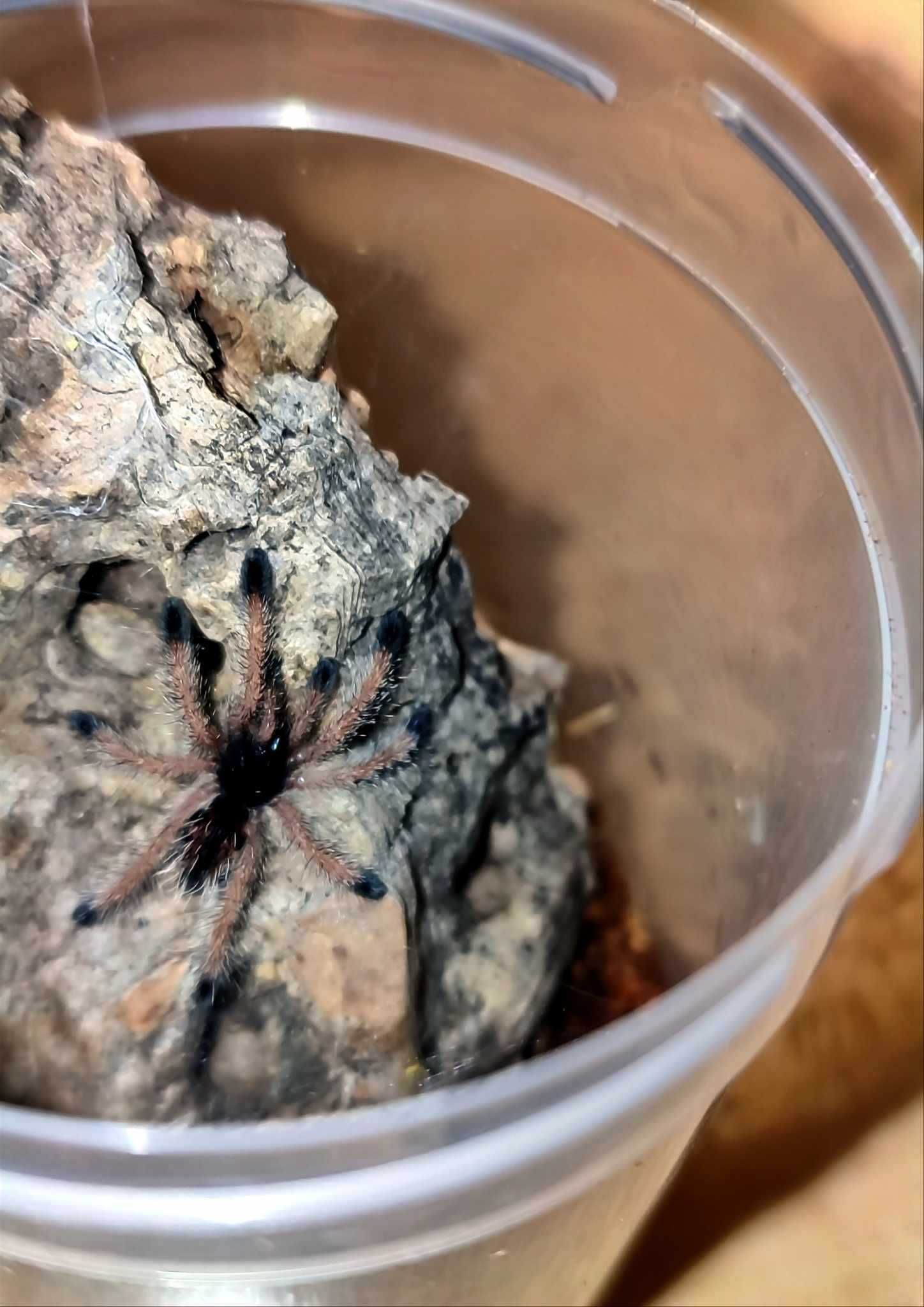 Avicularia avicularia L2