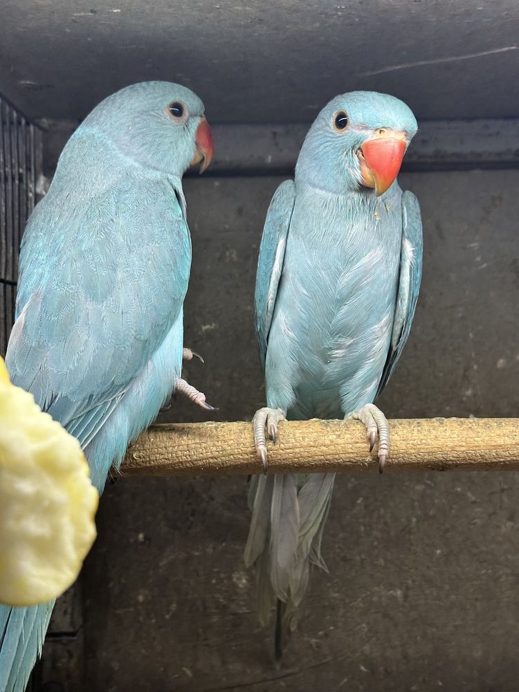Ожереловые Индийские попугаи птенцы