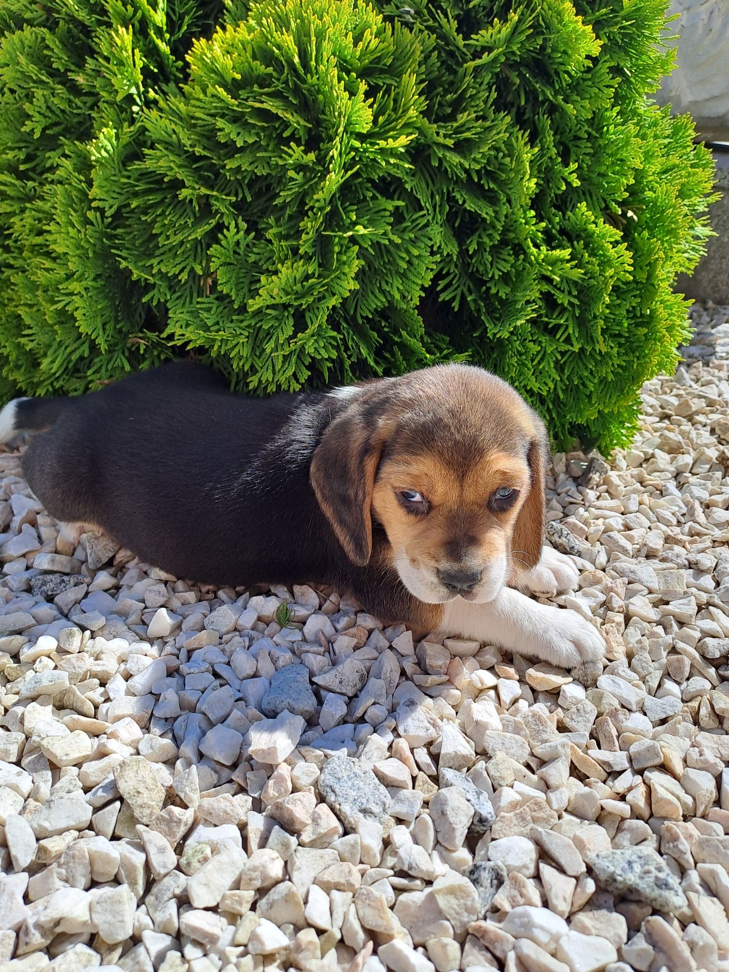 Piesek beagle tricolor.