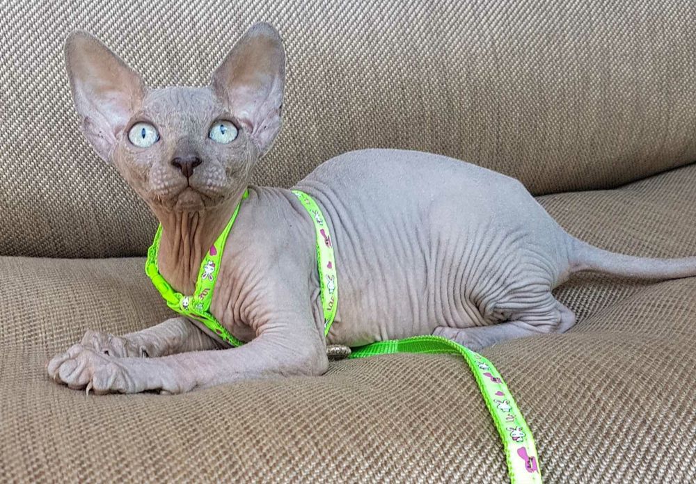 Канадский сфинк.Мальчик