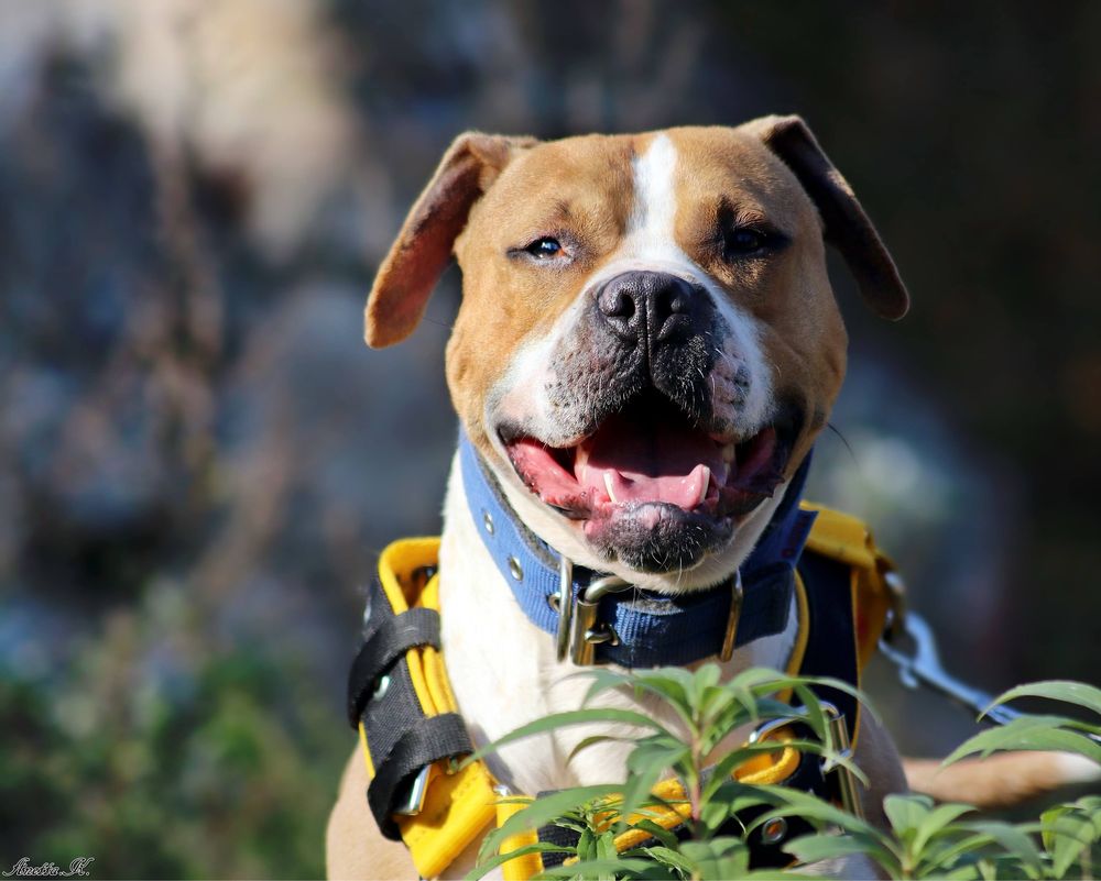 Ginger- kochany pitbull po przejsciach czeka na dom
