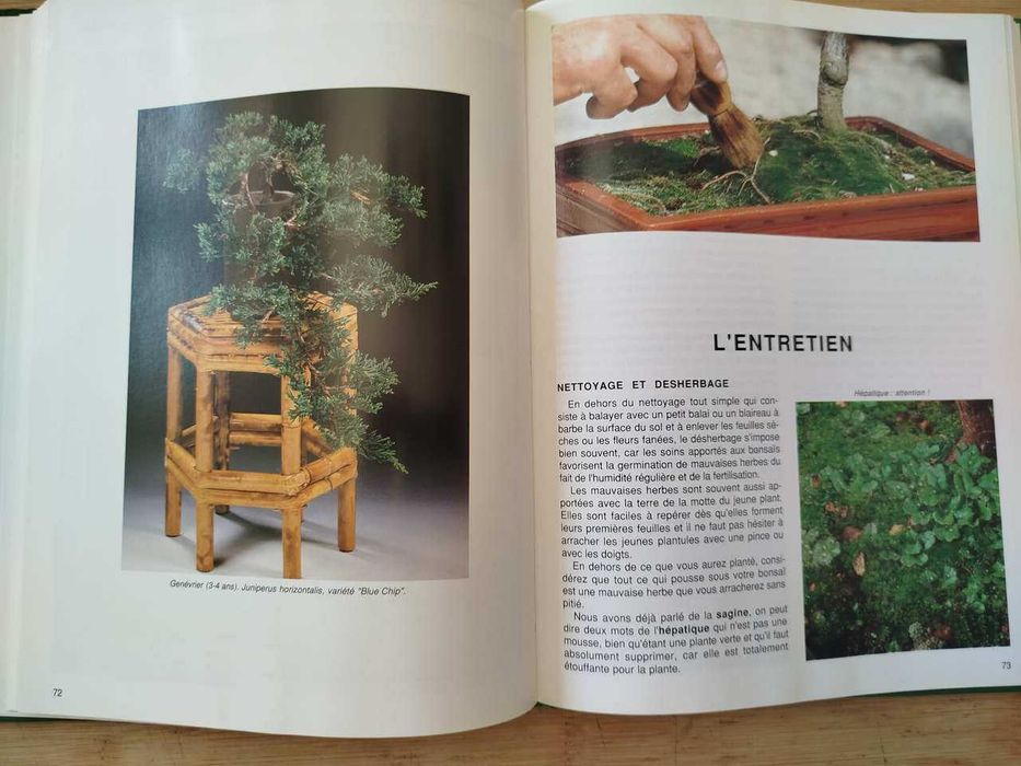 Reussir Son BONSAI Conseuls Pratiques