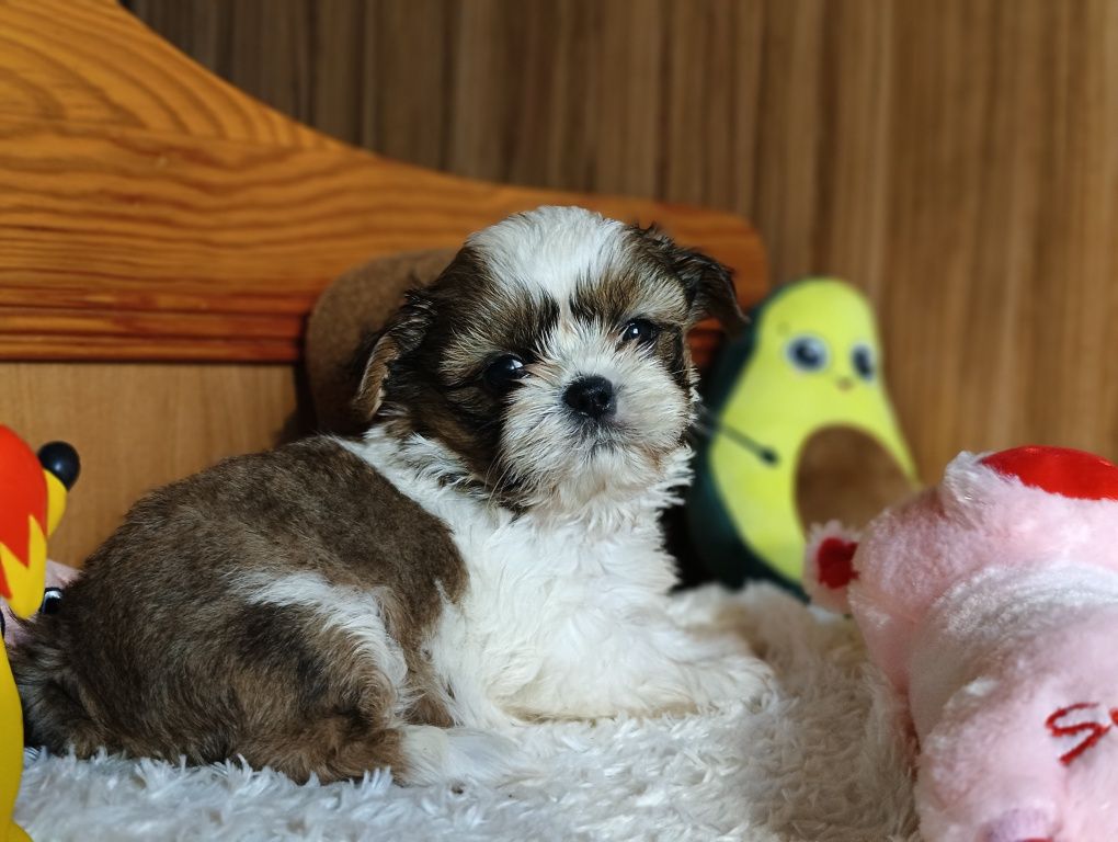 Piesek Shih Tzu trikolor do odbioru