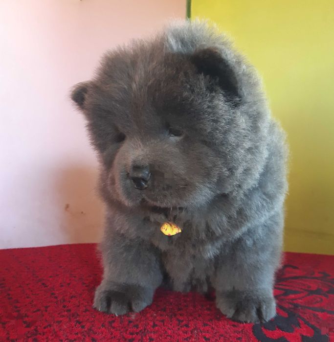 Хлопчик голубого окрасу КСУ