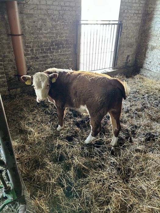 Sprzedam byczek hereford