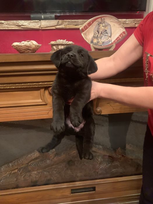 Продам цуценят Лабрадорів