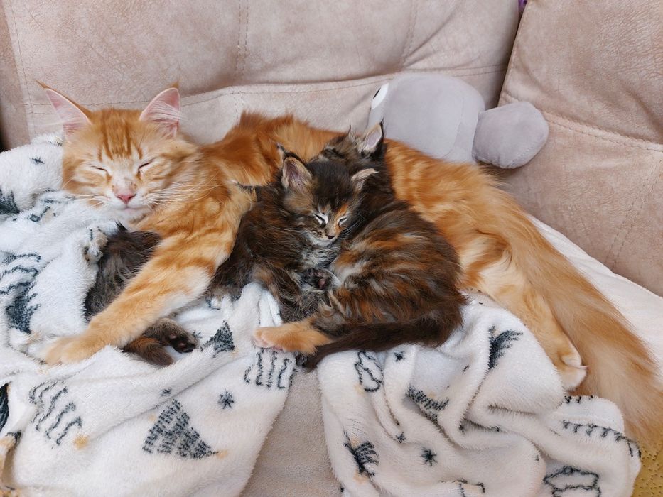 Мейн кун.Мейнкунята дівчата