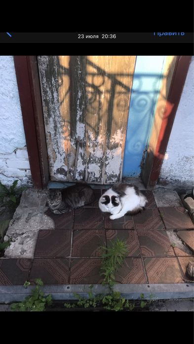 Отдам бесплатно кота и кошку