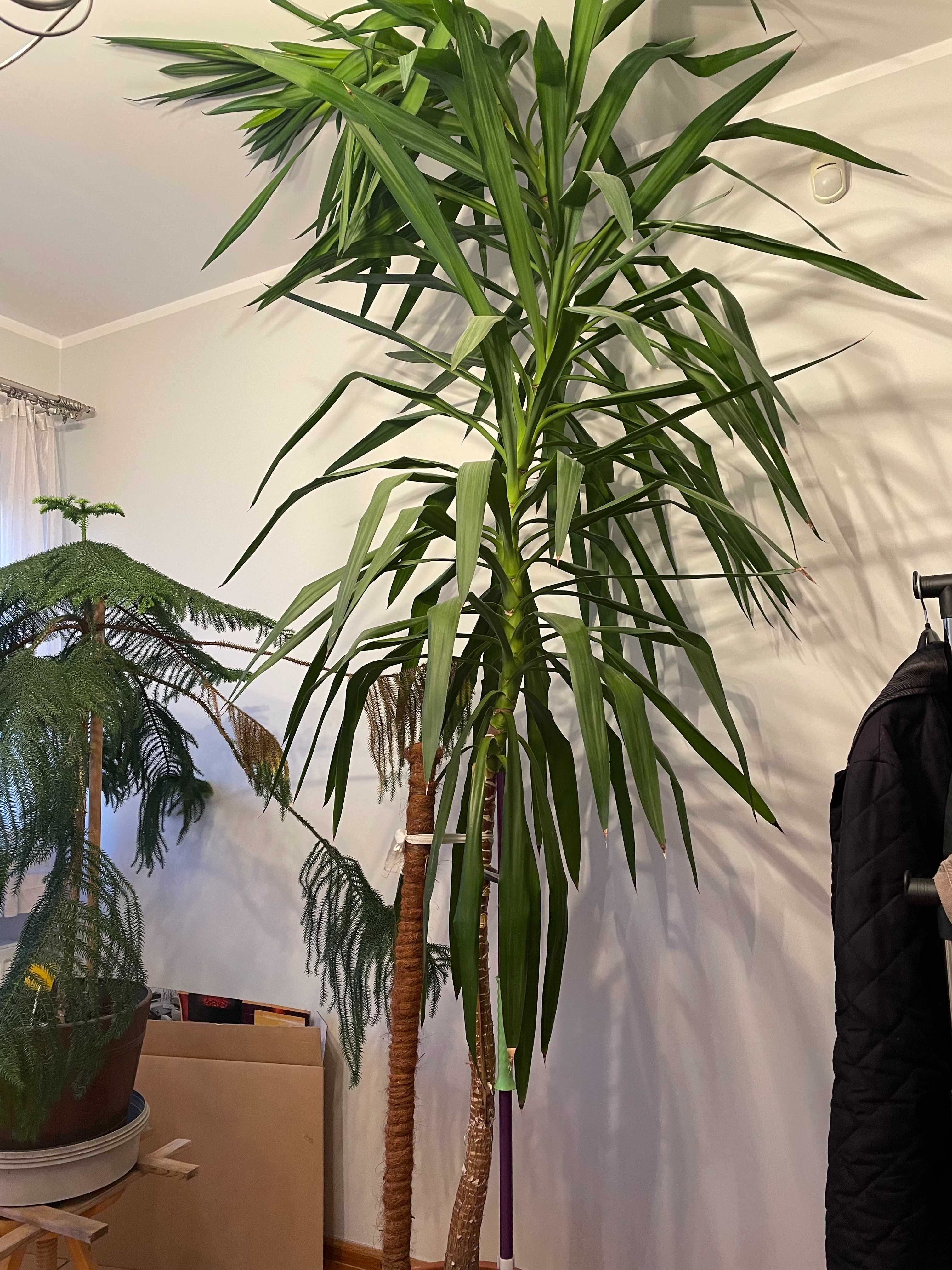 Yucca Jukka, Juka 3m ładna, duża, zdrowa