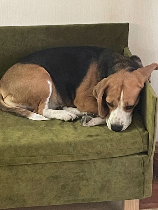 Віддам собачку порода «Бігль» в добрі руки безкоштовно.