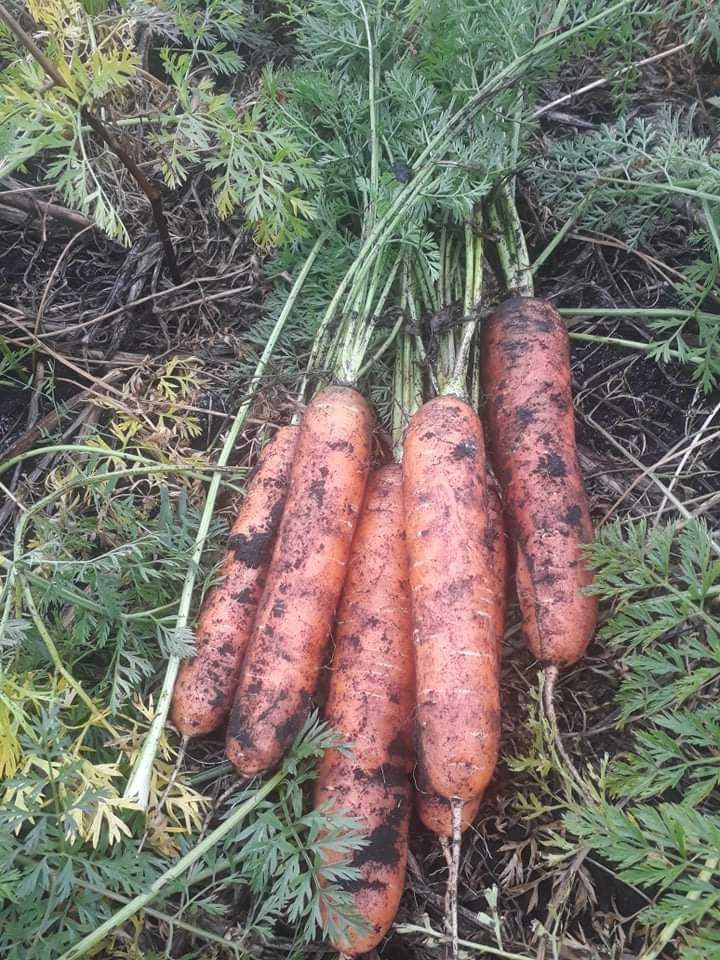 Marchew odpadowa,buraki pastewne ziemniaki, cebula, ziemniaki odpadowe