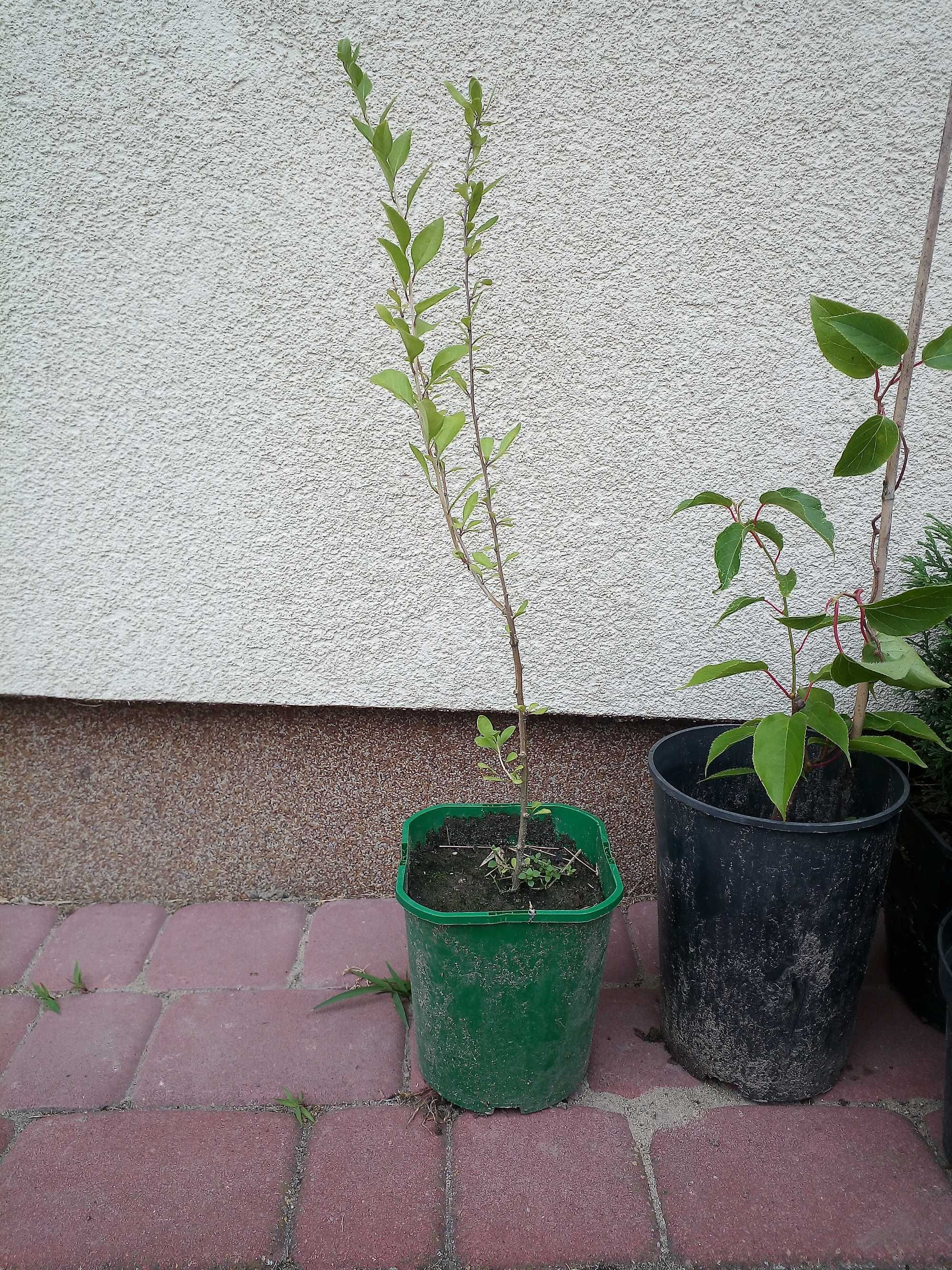 Sadzonki Jagody Goji, Mini Kiwi i Tui kulistej – gotowe do posadzenia!