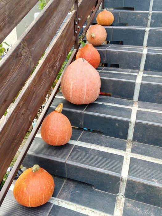 DYNIE CUKINIE ekologiczne od rolnika HOKAIDO i inne