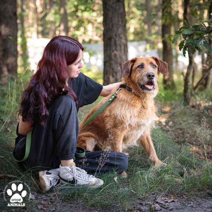 Uroczy, rudy pies Diego szuka domu!