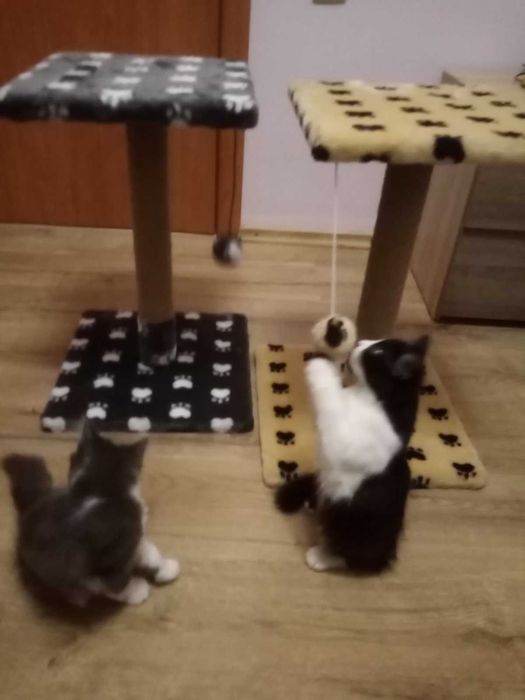 Когтеточки,  дряпки,  стовбчики для кігтеточки, будиночки для котів.