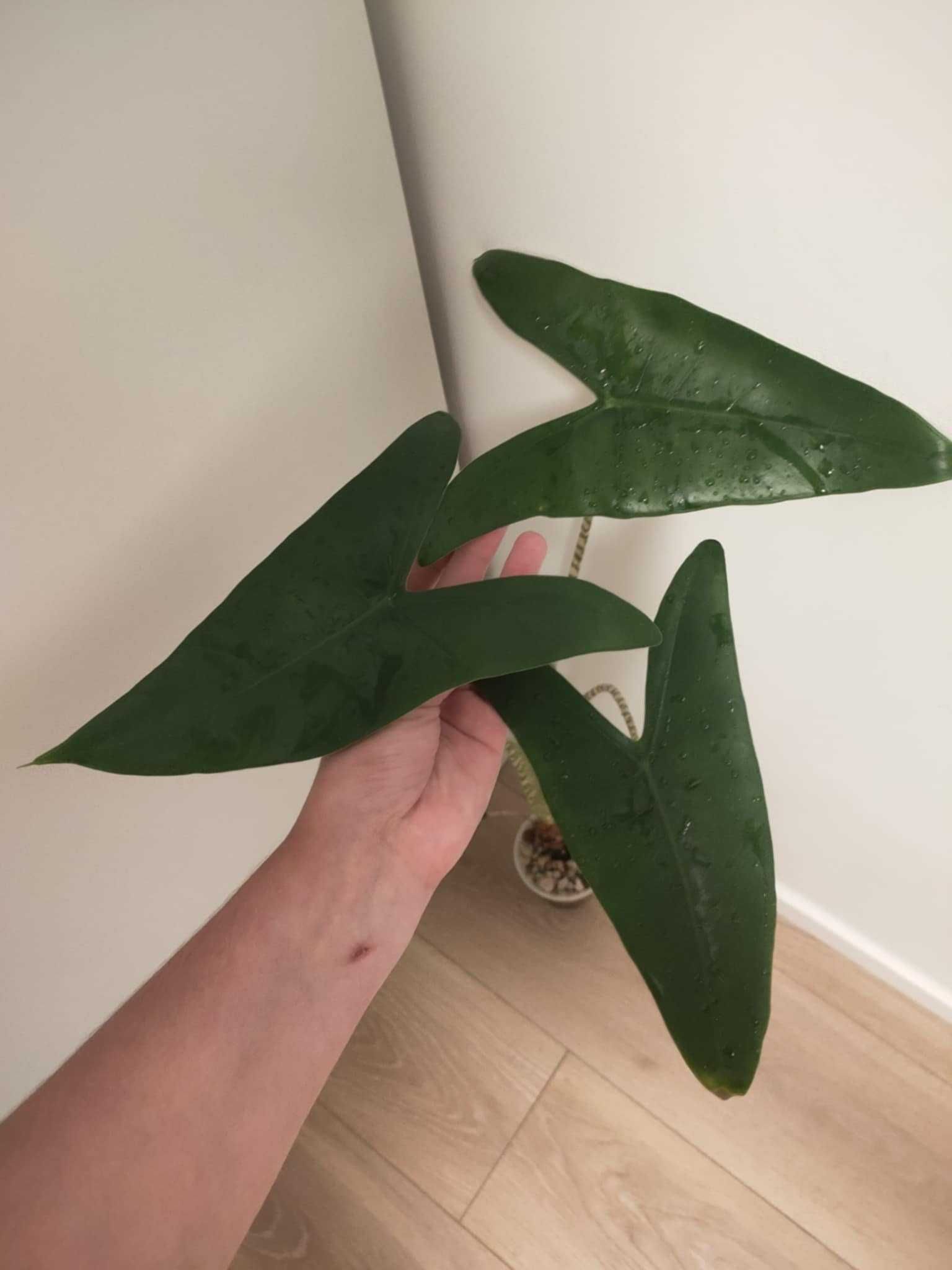 Alocasia zebrina (alokazja duża sadzonka regres)