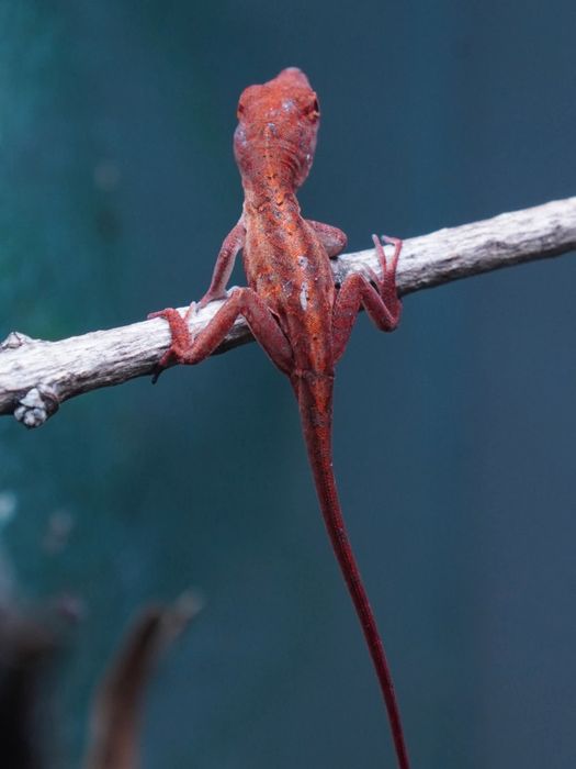 Jaszczurki Anolis sagrei odmiany ,,RED" rarytas