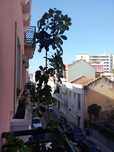 Planta alta,em vaso