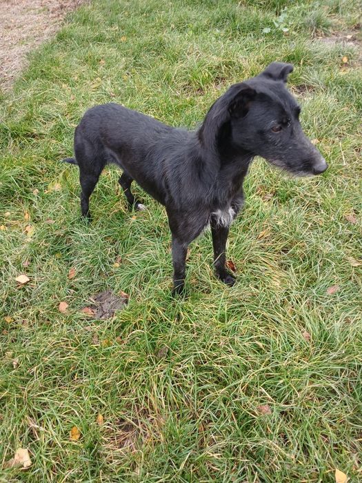 Suka mieszaniec z chartem