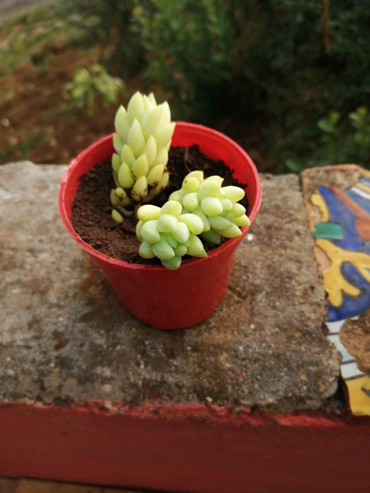 Vaso de suculentas