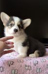 Девочка вельш корги пемброк