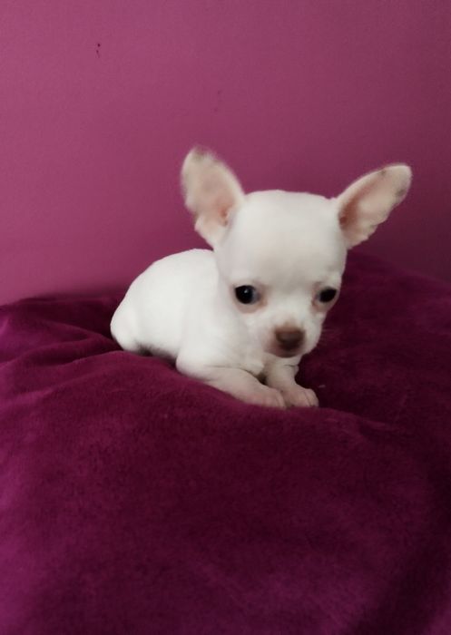 Chihuahua mini suczka