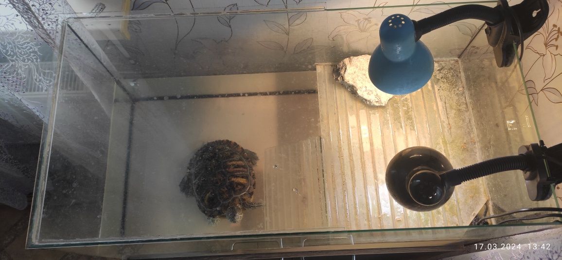 Продам красноухую черепаху с аквариумом