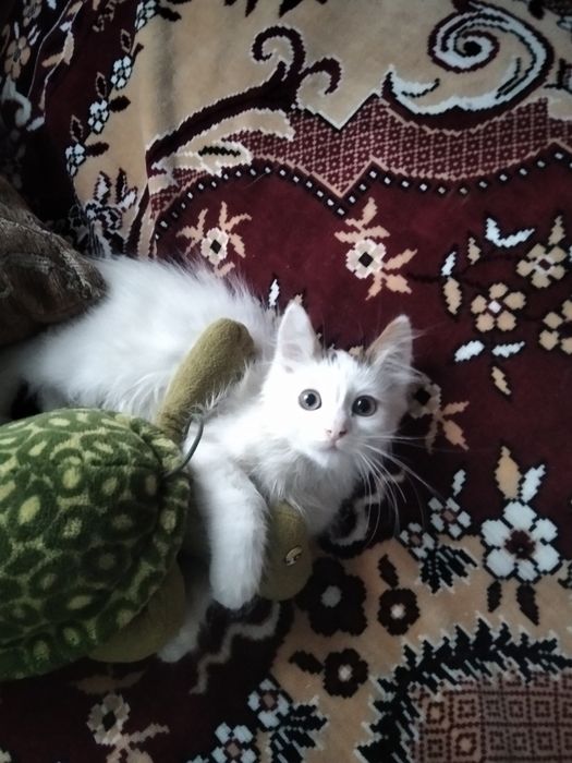 Отдам котенка 3 месяца в хорошие любящие руки,  ушки и фостик біленьки