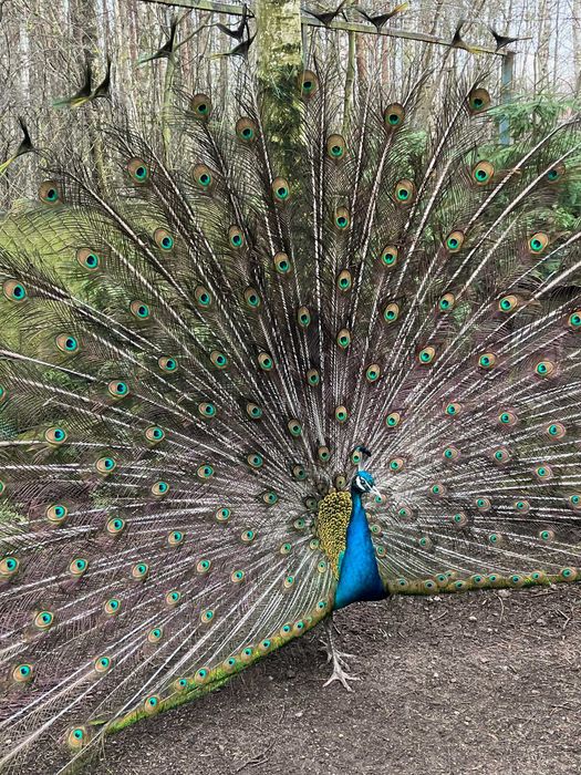 Pióra pawie różne długości. Całóść