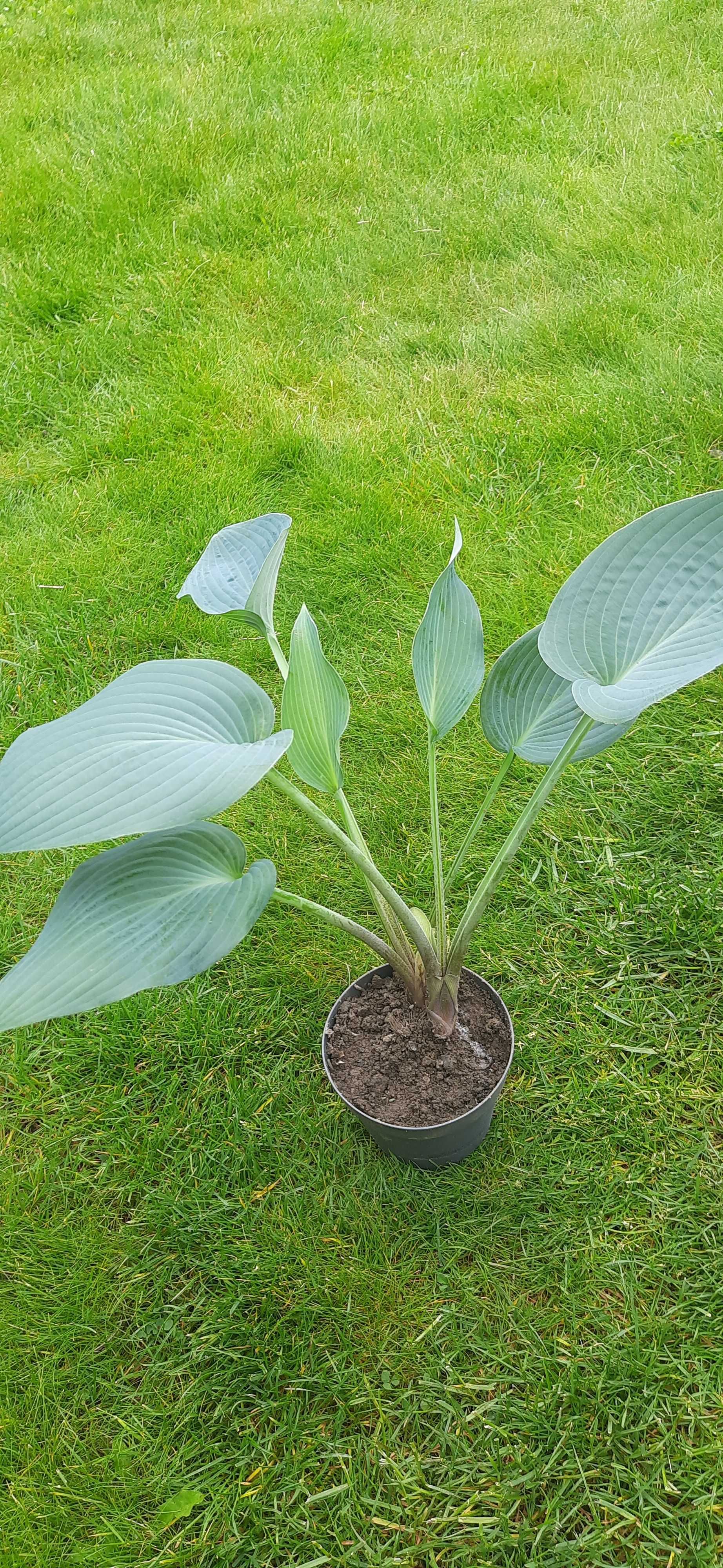 Hosta Funkia 1 szt niebieska