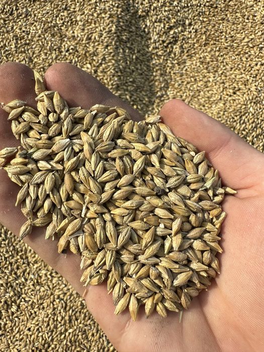 Ячмінь Ярий Пивоварний Сорт ,,СПІТФАЄРʼʼ