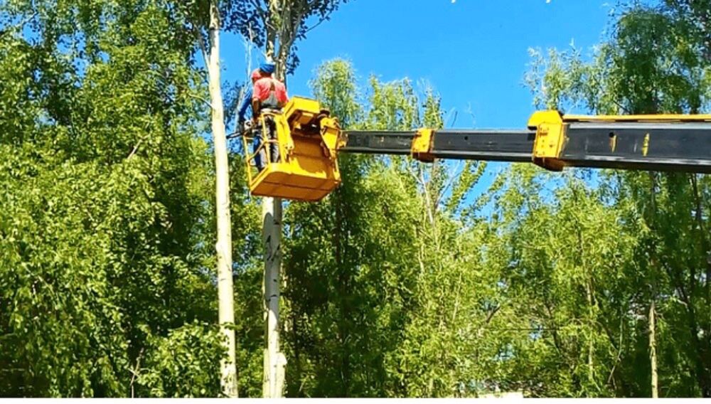 Спил обрезка деревьев