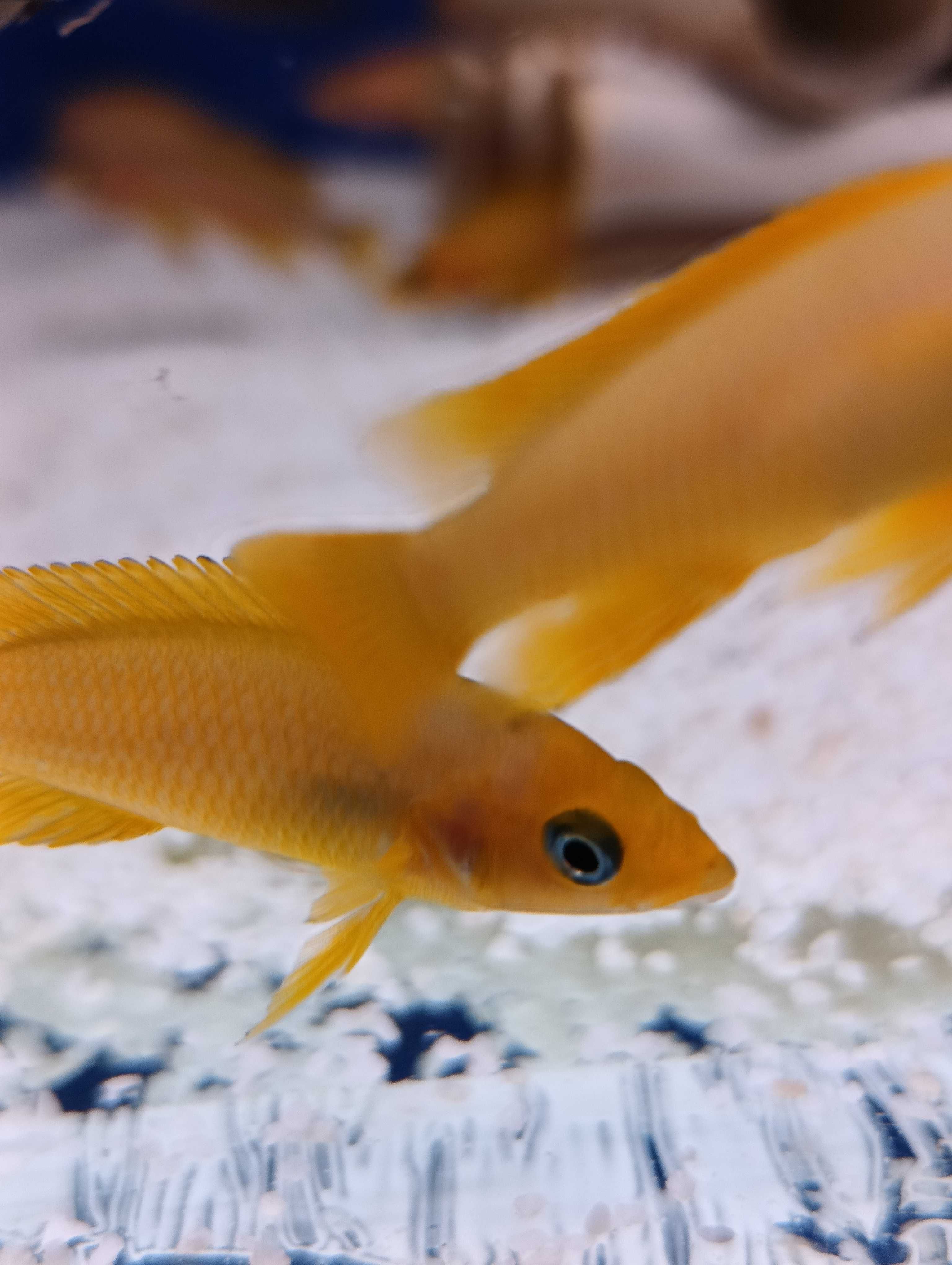 Rybki dorosłe Neolamprologus Leleupi Talama ,, Tanganika Koło ''
