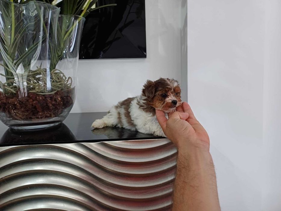 Yorkshire Terrier  Miniatura  FEMEA BRANCA E LILAC TAN