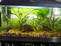 Sprzedam akwarium 54l Aquael