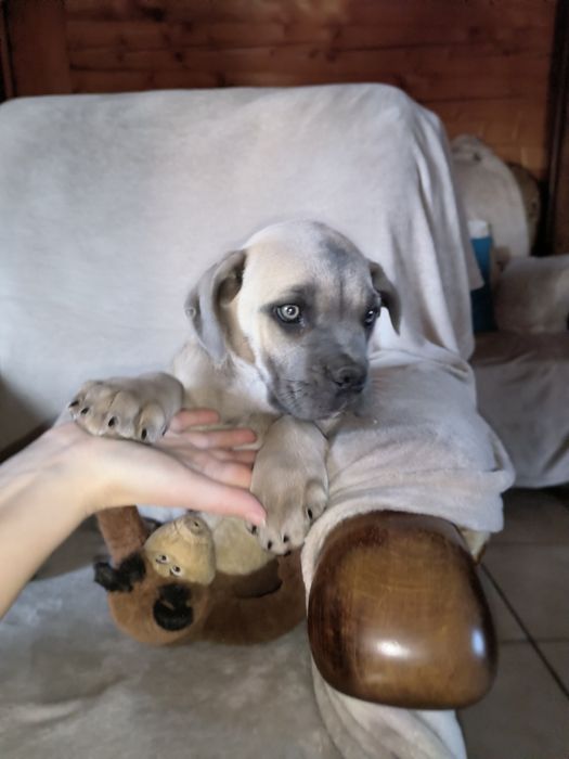 Suka suczka szczeniak Cane Corso płowa