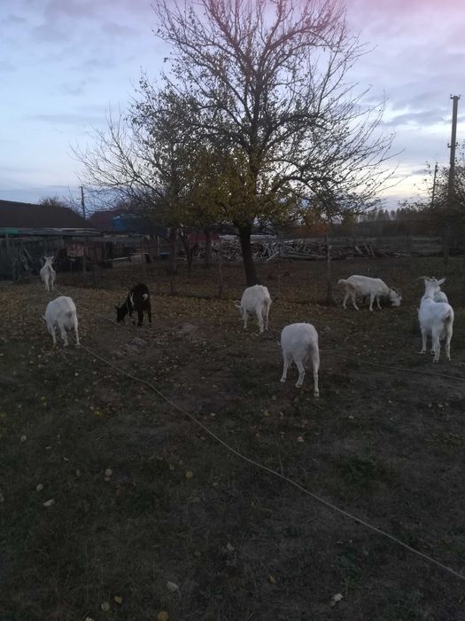 Продаються дойні кози, недорого