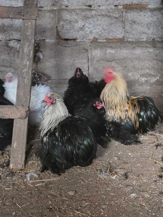 Kochiny miniaturowe młode KOGUTY