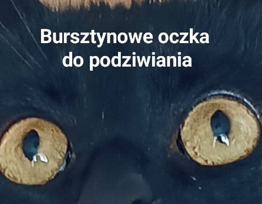 Czarny kotek kocurek