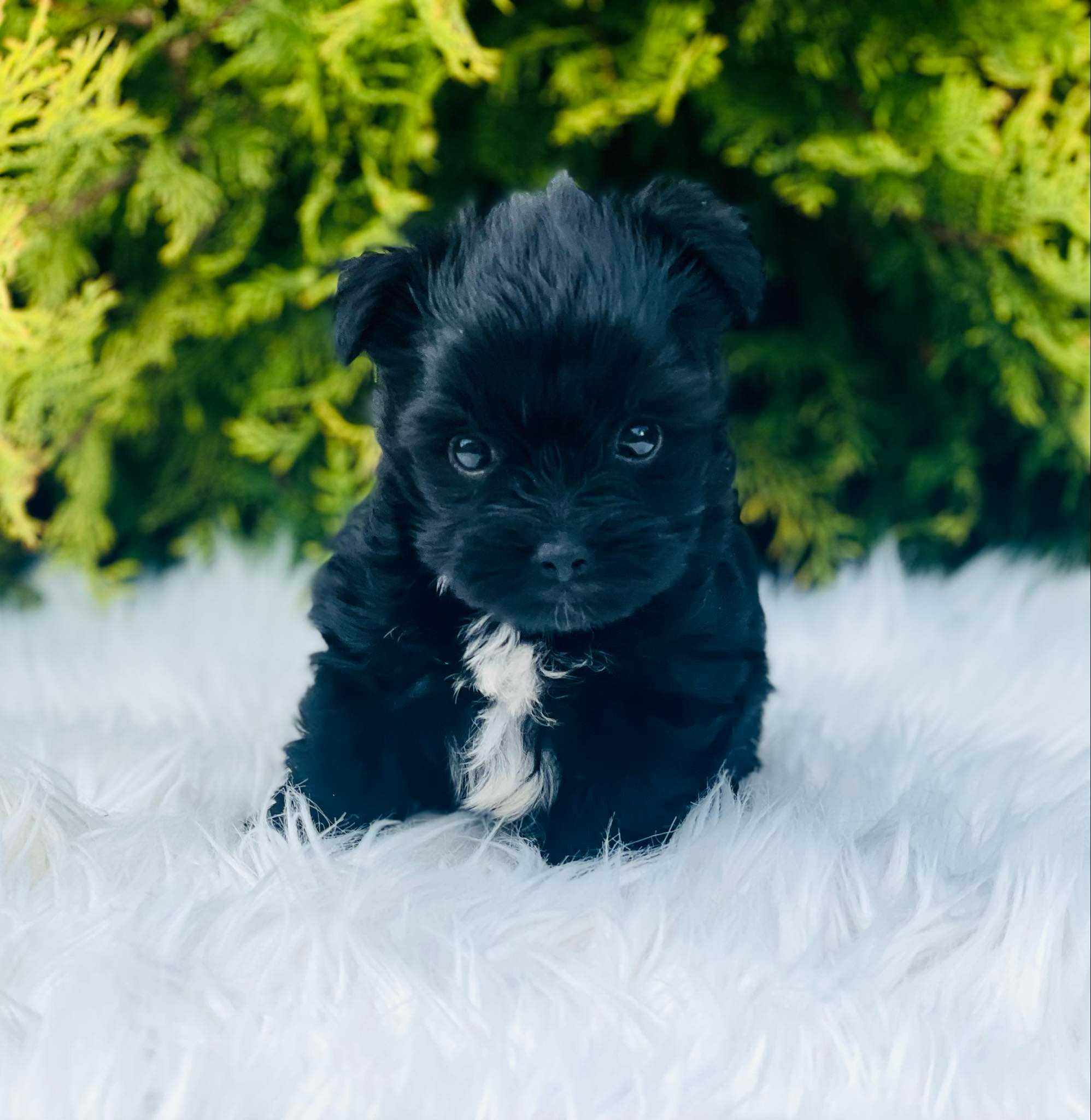 York czarny - Black Yorkshire Terrier najpiękniejsze.