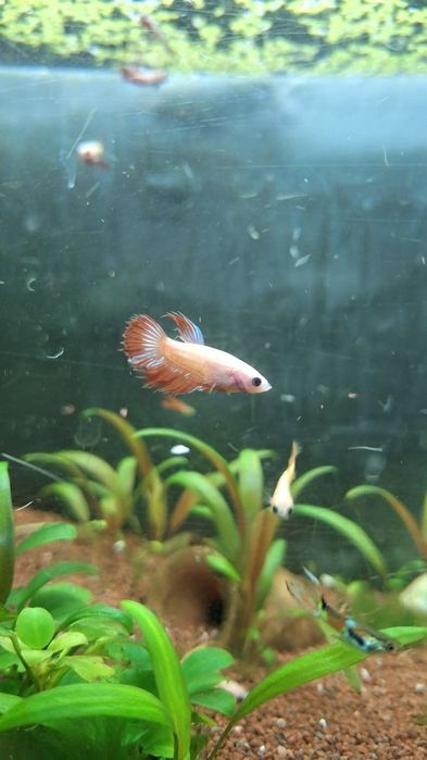 Bettas Splendens Plakat criação própria