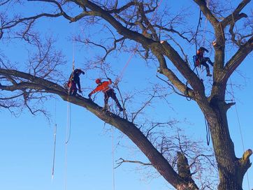 Wycinka drzew Starachowice, pielęgnacja drzew zrębkowanie