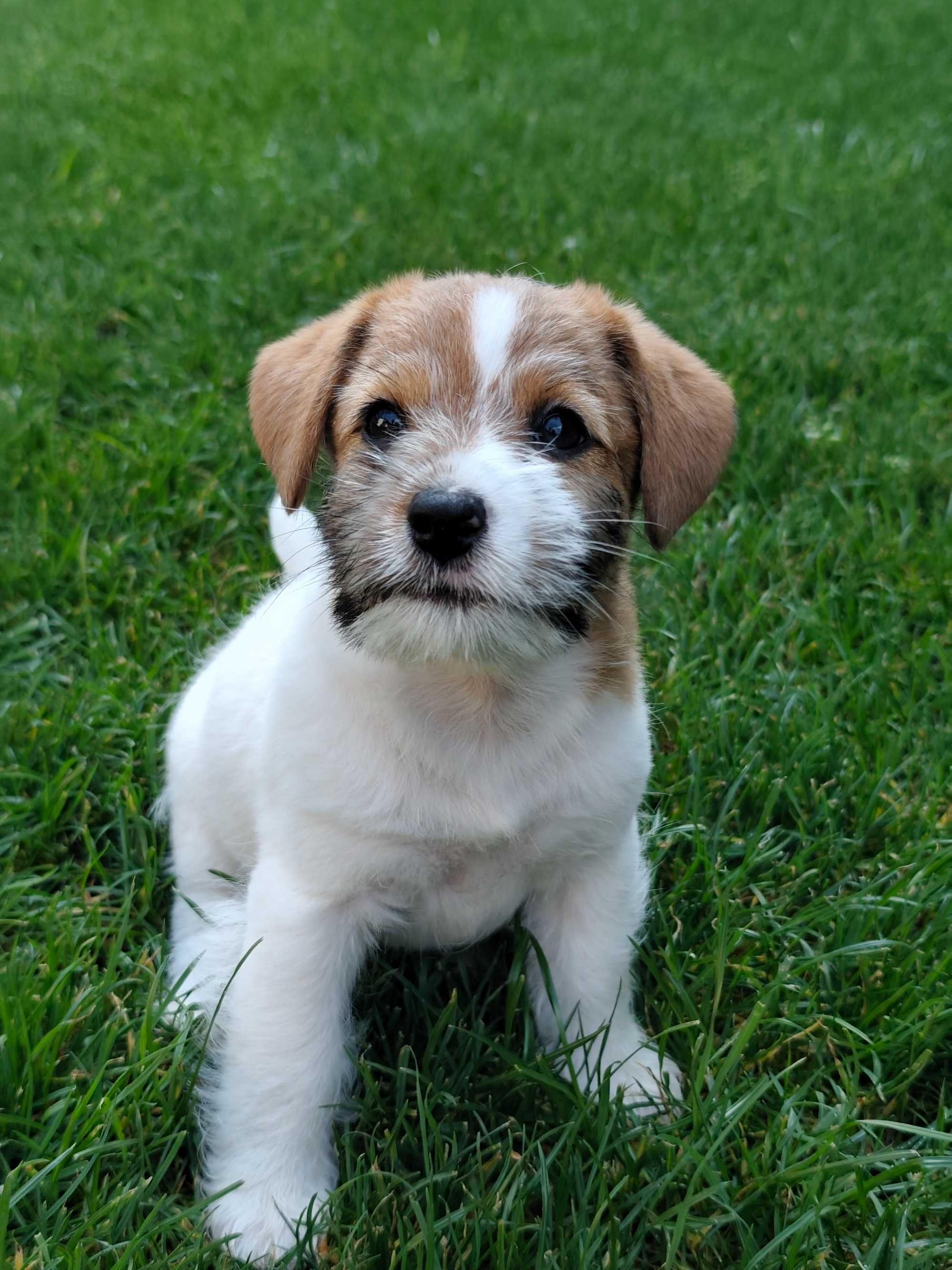 Jack Russell Terrier FCI ZKwP