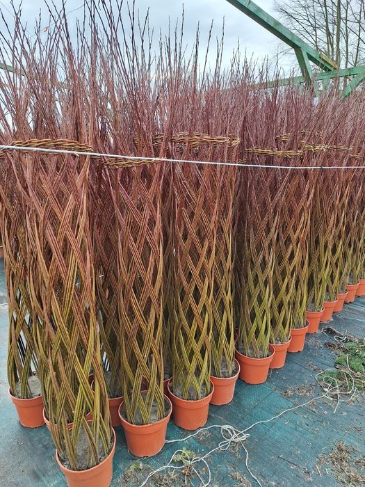 Trzmielina na pniu szkółka roślin w luszowicach zaprasza