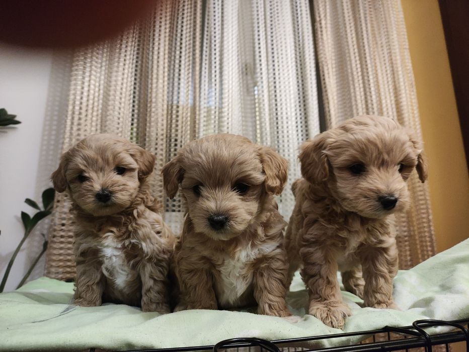 Мальтіпу Ф1 д.н. 11.10.25 бронь