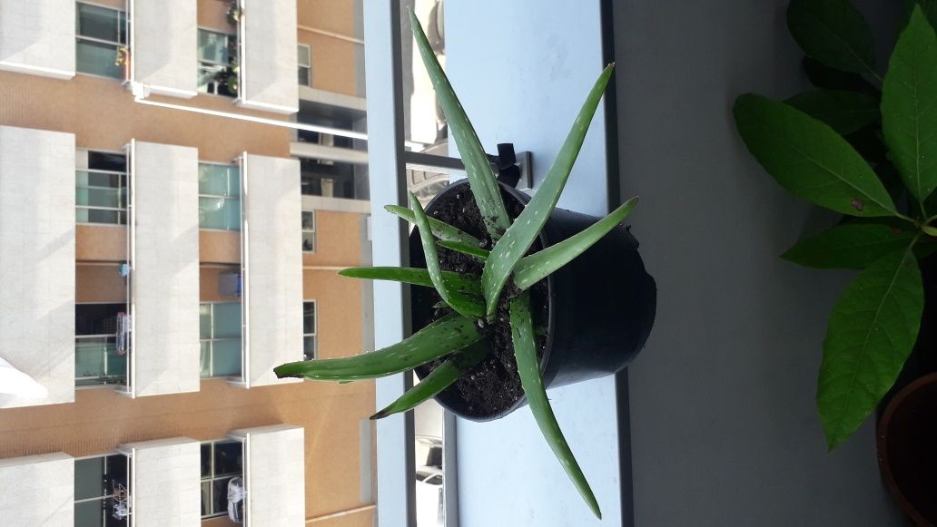 Vaso Aloe vera