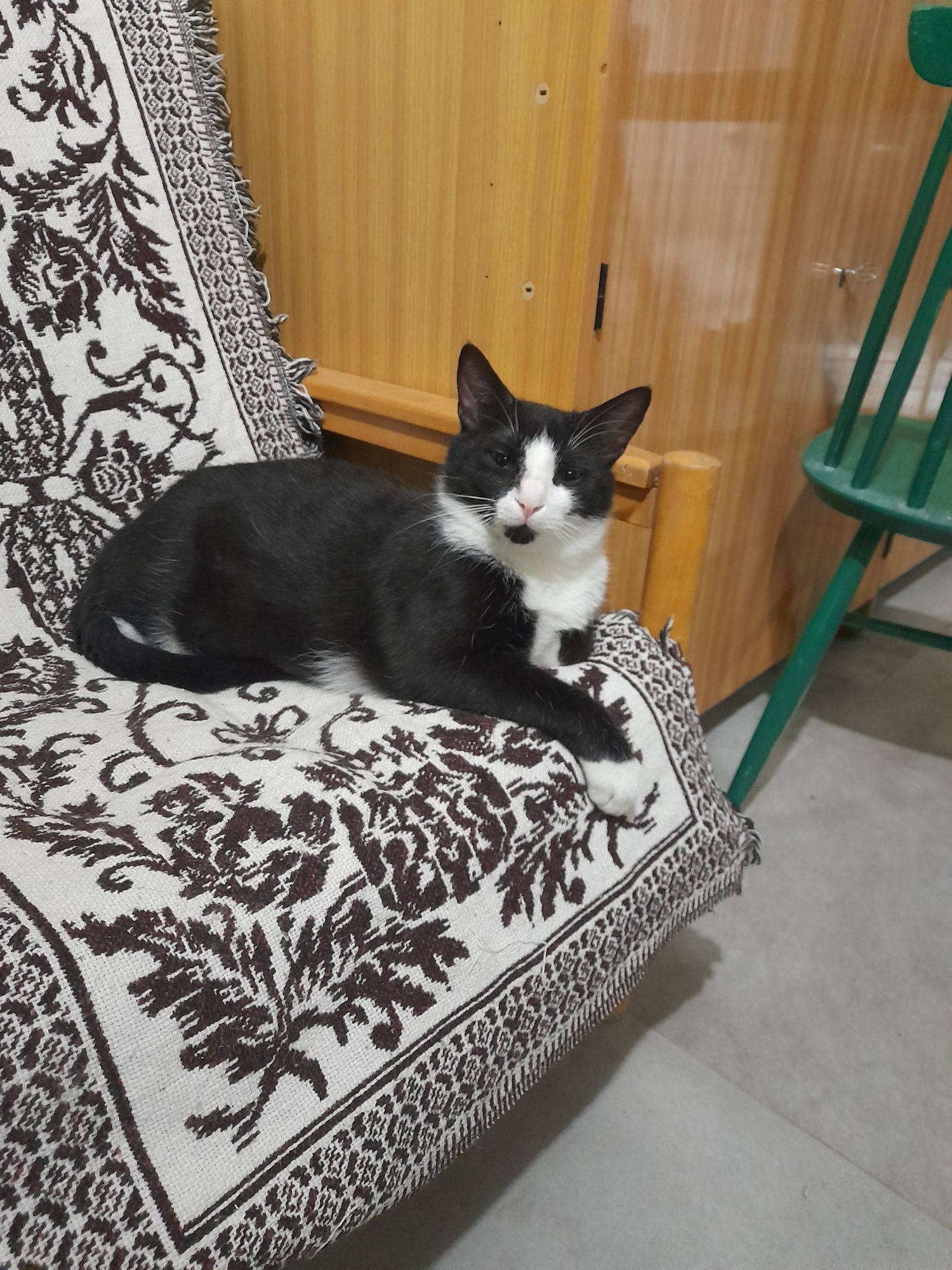 Kotek potrzebuje dobrego domu