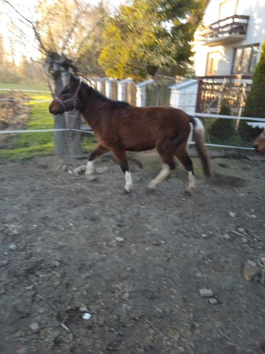 Sprzedam lub zamienię klaczki huculskie